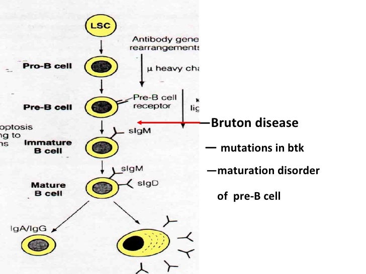 14 Primary Immunodeficiency Diseases