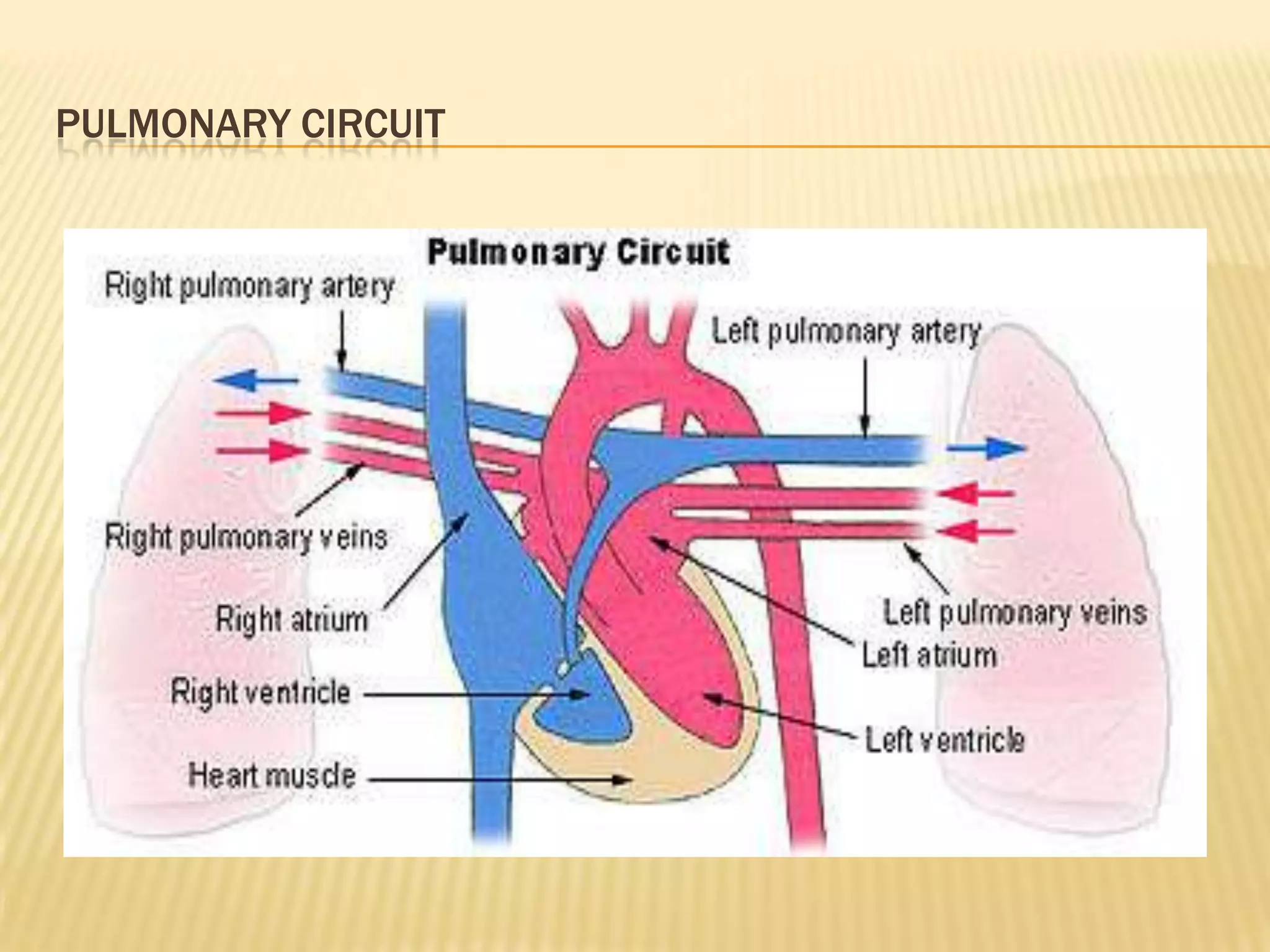 14. pulmonary and systemic circulation | PPTX