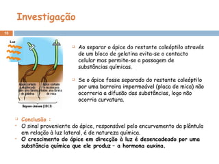 Investigação
10
 Conclusão :
 O sinal proveniente do ápice, responsável pelo encurvamento da plântula
em relação à luz lateral, é de natureza química.
 O crescimento do ápice em direcção à luz é desencadeado por uma
substância química que ele produz – a hormona auxina.
 Ao separar o ápice do restante coleóptilo através
de um bloco de gelatina evita-se o contacto
celular mas permite-se a passagem de
substâncias químicas.
 Se o ápice fosse separado do restante coleóptilo
por uma barreira impermeável (placa de mica) não
ocorreria a difusão das substâncias, logo não
ocorria curvatura.
 