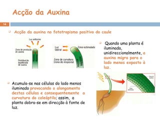 Acção da Auxina
14
  Acção da auxina no fototropismo positivo do caule
 Acumula-se nas células do lado menos
iluminado provocando o alongamento
destas células e consequentemente a
curvatura do coleóptilo; assim, a
planta dobra-se em direcção à fonte de
luz.
  Quando uma planta é
iluminada,
unidireccionalmente, a
auxina migra para o
lado menos exposto à
luz.
 