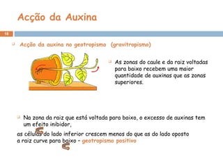 Acção da Auxina
18
  Acção da auxina no geotropismo (gravitropismo)
 Na zona da raiz que está voltada para baixo, o excesso de auxinas tem
um efeito inibidor,
as células do lado inferior crescem menos do que as do lado oposto
a raiz curve para baixo – geotropismo positivo
 As zonas do caule e da raiz voltadas
para baixo recebem uma maior
quantidade de auxinas que as zonas
superiores.
 