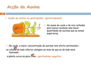 Acção da Auxina
19
  Acção da auxina no geotropismo (gravitropismo)
 No caule, a maior concentração de auxinas tem efeito estimulador,
as células do lado inferior alongam-se mais do que as do lado mais
iluminado
a planta curva-se para cima – geotropismo negativo.
 As zonas do caule e da raiz voltadas
para baixo recebem uma maior
quantidade de auxinas que as zonas
superiores.
 
