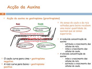 Acção da Auxina
20
  Acção da auxina no geotropismo (gravitropismo)
 As zonas do caule e da raiz
voltadas para baixo recebem
uma maior quantidade de
auxinas que as zonas
superiores.
 A reduzida concentração de
auxina:
 estimula o crescimento das
células da raíz,
 inibe o crescimento das
células do caule.
 A elevada concentração de
auxina:
 inibe o crescimento das
células da raíz,
 estimula o crescimento das
células do caule.
 O caule curva para cima – geotropismo
negativo.
 A raiz curva para baixo – geotropismo
positivo
 