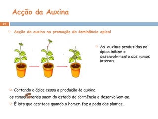 Acção da Auxina
21
 Acção da auxina na promoção da dominância apical
 Cortando o ápice cessa a produção de auxina
os ramos laterais saem do estado de dormência e desenvolvem-se.
 É isto que acontece quando o homem faz a poda das plantas.
 As auxinas produzidas no
ápice inibem o
desenvolvimento dos ramos
laterais.
 