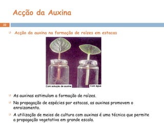 Acção da Auxina
22
 Acção da auxina na formação de raízes em estacas
 As auxinas estimulam a formação de raízes.
 Na propagação de espécies por estacas, as auxinas promovem o
enraizamento.
 A utilização de meios de cultura com auxinas é uma técnica que permite
a propagação vegetativa em grande escala.
 