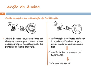 Acção da Auxina
23
Acção da auxina na estimulação da frutificação
 Após a fecundação, as sementes em
desenvolvimento produzem a auxina
responsável pela transformação das
paredes do ovário em fruto.
 A formação dos frutos pode ser
induzida artificialmente pela
pulverização de auxina sobre a
flor
Produção de fruto sem ocorrer
fecundação
Fruto sem sementes
 