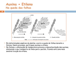 Auxina + Etileno
Na queda das folhas
28
 Em determinadas espécies de plantas, ocorre a queda de folhas durante o
Outono. Neste processo, participam auxinas e etileno.
 No Outono, a diminuição de temperatura provoca a descarboxilação das auxinas,
diminuindo o seu transporte do limbo para o pecíolo, ficando esta zona mais
sensível à acção do etileno.
 
