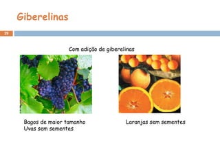 Giberelinas
29
Bagos de maior tamanho
Uvas sem sementes
Laranjas sem sementes
Com adição de giberelinas
 