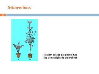 Giberelinas
30
(a) Sem adição de giberelinas
(b) Com adição de giberelinas
 