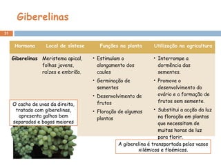 Giberelinas
31
Hormona Local de síntese Funções na planta Utilização na agricultura
Giberelinas Meristema apical,
folhas jovens,
raízes e embrião.
• Estimulam o
alongamento dos
caules
• Germinação de
sementes
• Desenvolvimento de
frutos
• Floração de algumas
plantas
• Interrompe a
dormência das
sementes.
• Promove o
desenvolvimento do
ovário e a formação de
frutos sem semente.
• Substitui a acção da luz
na floração em plantas
que necessitam de
muitas horas de luz
para florir.
A giberelina é transportada pelos vasos
xilémicos e floémicos.
O cacho de uvas da direita,
tratado com giberelinas,
apresenta galhos bem
separados e bagos maiores
 