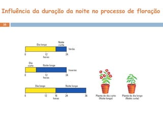Influência da duração da noite no processo de floração
35
 