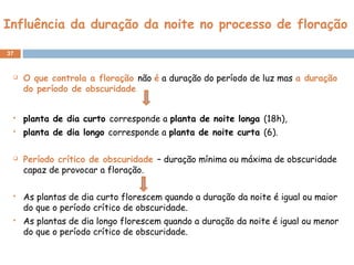 Influência da duração da noite no processo de floração
37
 O que controla a floração não é a duração do período de luz mas a duração
do período de obscuridade
 planta de dia curto corresponde a planta de noite longa (18h),
 planta de dia longo corresponde a planta de noite curta (6).
 Período crítico de obscuridade – duração mínima ou máxima de obscuridade
capaz de provocar a floração.
 As plantas de dia curto florescem quando a duração da noite é igual ou maior
do que o período crítico de obscuridade.
 As plantas de dia longo florescem quando a duração da noite é igual ou menor
do que o período crítico de obscuridade.
 