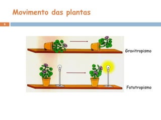 Movimento das plantas
6
Gravitropismo
Fototropismo
 