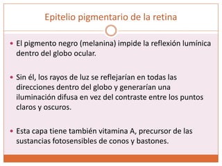 Epitelio pigmentario de la retinaEl pigmento negro (melanina) impide la reflexión lumínica dentro del globo ocular.Sin él, los rayos de luz se reflejarían en todas las direcciones dentro del globo y generarían una iluminación difusa en vez del contraste entre los puntos claros y oscuros.Esta capa tiene también vitamina A, precursor de las sustancias fotosensibles de conos y bastones.