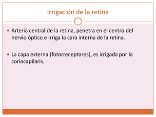 Irrigación de la retinaArteria central de la retina, penetra en el centro del nervio óptico e irriga la cara interna de la retina.La capa externa (fotorreceptores), es irrigada por la coriocapilaris. 