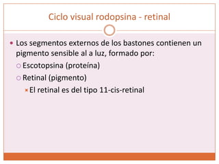 Ciclo visual rodopsina - retinalLos segmentos externos de los bastones contienen un pigmento sensible al a luz, formado por:Escotopsina (proteína)Retinal (pigmento)El retinal es del tipo 11-cis-retinal
