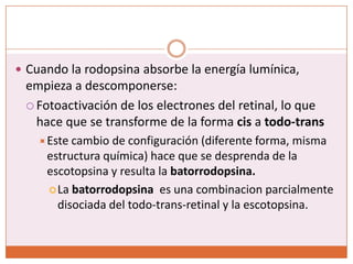 Cuando la rodopsina absorbe la energía lumínica, empieza a descomponerse:Fotoactivación de los electrones del retinal, lo que hace que se transforme de la formacisa todo-transEste cambio de configuración (diferente forma, misma estructura química) hace que se desprenda de la escotopsina y resulta la batorrodopsina.La batorrodopsina es una combinacion parcialmente disociada del todo-trans-retinal y la escotopsina.