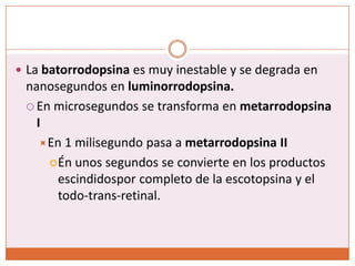 La batorrodopsina es muy inestable y se degrada en nanosegundos en luminorrodopsina.En microsegundos se transforma en metarrodopsina IEn 1 milisegundo pasa a metarrodopsina IIÉn unos segundos se convierte en los productos escindidospor completo de la escotopsina y el todo-trans-retinal.