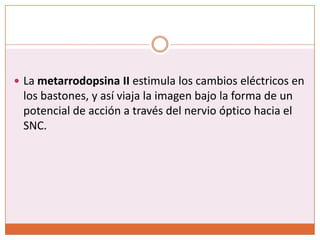 La metarrodopsina II estimula los cambios eléctricos en los bastones, y así viaja la imagen bajo la forma de un potencial de acción a través del nervio óptico hacia el SNC.Regeneración de la rodopsinaSe reconvierte el todo-trans-retinalen 11-cis-retinal.Este proceso está catalizado por la isomerasa de retinal.Al transformarse en 11-cis-retinal automáticamente se recombina con escotopsina y forma rodopsina.Esta permanece estable hasta que se absorba otra vez energía lumínica.