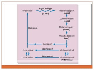 Función de la vitamina ASegunda vía química para que el todo-trans-retinal se convierte en 11-cis-retinal.El todo-trans-retinal se convierte en todo-trans-retinol, que es una forma de la vitamina A.Luego la isomerasa la convierte en 11-cis-retinol y finalmente se convierte en 11-cis-retinal, que se combinará con la escotopsina para generar nueva rodopsina. 