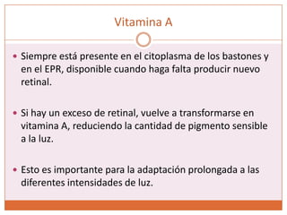Excitación del bastónEl potencial de receptor del bastón es hiperpolarizante. Su excitación provoca un aumento de la negatividad en el potencial de membrana..Cuando se descompone la rodopsina, disminuye la conductancia de la membrana del bastón para los iones sodio en su segmento externo.