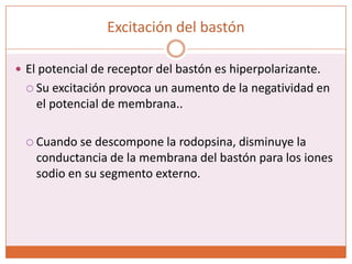Excitación del bastónEl segmento interno bombea, sin interrupción, sodio de adentro a afuera, creando un potencial negativo.La membrana del segmento externo en oscuridad es muy permeable para los iones sodio (carga positiva) y neutralizan gran parte de la negatividad.En condiciones de oscuridad hay una baja electronegatividad en la parte interna de su membrana   (-40mV)
