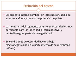 Excitación del bastónAl exponerse a la luz, y empezar la descomposición de la rodopsina, se reduce la conductancia al sodio que entra al segmento externo, pero siguen saliendo iones de sodio a través del segmento interno.La pérdida de iones sodio, que supera la entrada, genera electronegatividad (hiperpolarización)Con una intensidad máxima de luz, el potencial se aproxima a-70 o -80mV.