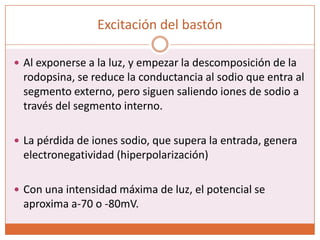 Cascada de excitaciónUn fotón es la únidad cuántica de energía lumínica más pequeña posible.Un fotón puede generar un potencial de receptor de 1mV30 fotones producen la mitad de la saturación del bastónLos fotorreceptores poseen una cascada química sumamente sensible que amplifica los efectos estimuladores en torno a un millón de veces. Esto explica la sensibilidad extrema de los bastones en condiciones de oscuridad.