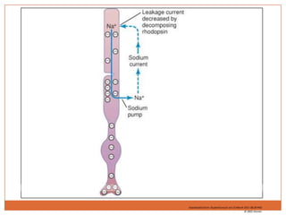Fotoquímica de la visión de coloresLos conos son de 30 a 300 veces menos sensibles que los bastones, pero permiten la visión de los colores con una intensidad de luz superior a la de un crepúsculo.Las sustancias fotosensibles de los conos poseen casi la misma composición química que la rodopsina. La diferencia está en la opsina (porción proteica).El retinal es idéntico en conos y bastones.