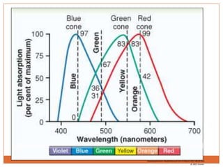 Adaptación a la luzSi se está expuesto a la luz radiente durante horas, una gran parte de las sustancias fotosensibles  habrá quedado reducida a retinal y opsinas, y el retinal se habrá convertido en vitamina A.Como las concentraciones de productos fotosensibles que quedan en los fotorreceptores son reducidas, disminuye la sensibilidad a la luz.