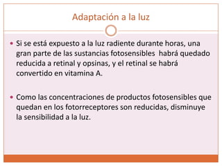 Adaptación a la luz y a la oscuridadLa sensibilidad de la retina es muy baja al entrar a la oscuridad, pero en 1 minuto ha aumentado 10 veces. A los 20 minutos la sensibilidad ha subido 6000 veces, y a los 40 minutos, 25000 veces.