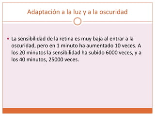 Adaptación a la oscuridadSi se permanece en la oscuridad durante un período prolongado, el retinal y las opinas han vuelto a convertirse en los pigmentos sensibles a la luz.La vitamina A se transforma de nuevo en retinal para suministrar aún más pigmentos.