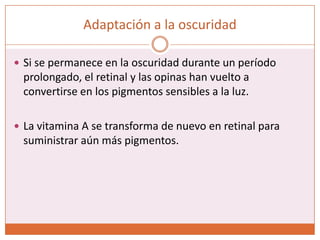 Adaptación a la oscuridadEl fenómeno de adaptación es 4 veces más rápido en los conos que en los bastones.Sin embargo no llegan a alcanzar un cambio de sensibilidad en la oscuridad de la misma magnitud que los bastones.Los bastones siguen adaptándose durante horas.La convergencia de 100 bastones en una sola célula ganglionar potencia la adaptación.