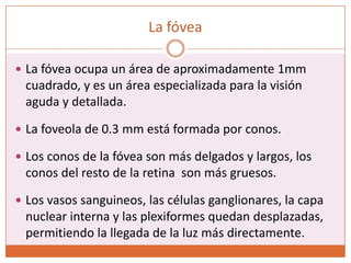 La fóveaLa fóvea ocupa un área de aproximadamente 1mm cuadrado, y es un área especializada para la visión aguda y detallada.La foveola de 0.3 mm está formada por conos.Los conos de la fóvea son más delgados y largos, los conos del resto de la retina  son más gruesos.Los vasos sanguineos, las células ganglionares, la capa nuclear interna y las plexiformes quedan desplazadas, permitiendo la llegada de la luz más directamente.
