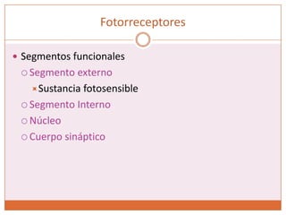 FotorreceptoresSegmentos funcionalesSegmento externoSustancia fotosensibleSegmento InternoNúcleoCuerpo sináptico