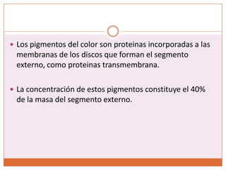 Los pigmentos del color son proteinas incorporadas a las  membranas de los discos que forman el segmento externo, como proteinastransmembrana.La concentración de estos pigmentos constituye el 40% de la masa del segmento externo.
