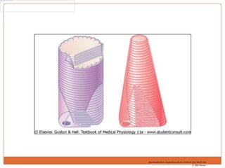 Downloaded from: StudentConsult (on 13 March 2011 08:28 PM)© 2005 Elsevier 