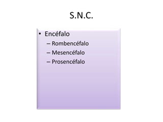 S.N.C.
• Encéfalo
– Rombencéfalo
– Mesencéfalo
– Prosencéfalo
 
