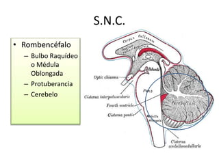 S.N.C.
• Rombencéfalo
– Bulbo Raquídeo
o Médula
Oblongada
– Protuberancia
– Cerebelo
 