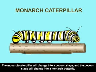The monarch caterpillar will change into a cocoon stage, and the cocoon 
stage will change into a monarch butterfly. 
 