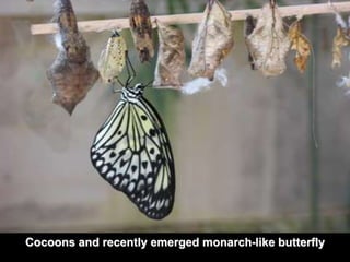 Cocoons and recently emerged monarch-like butterfly 
 