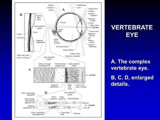 VERTEBRATE 
EYE 
A. The complex 
vertebrate eye. 
B, C, D, enlarged 
details. 
 