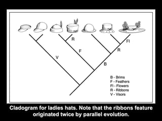 Cladogram for ladies hats. Note that the ribbons feature 
originated twice by parallel evolution. 
 