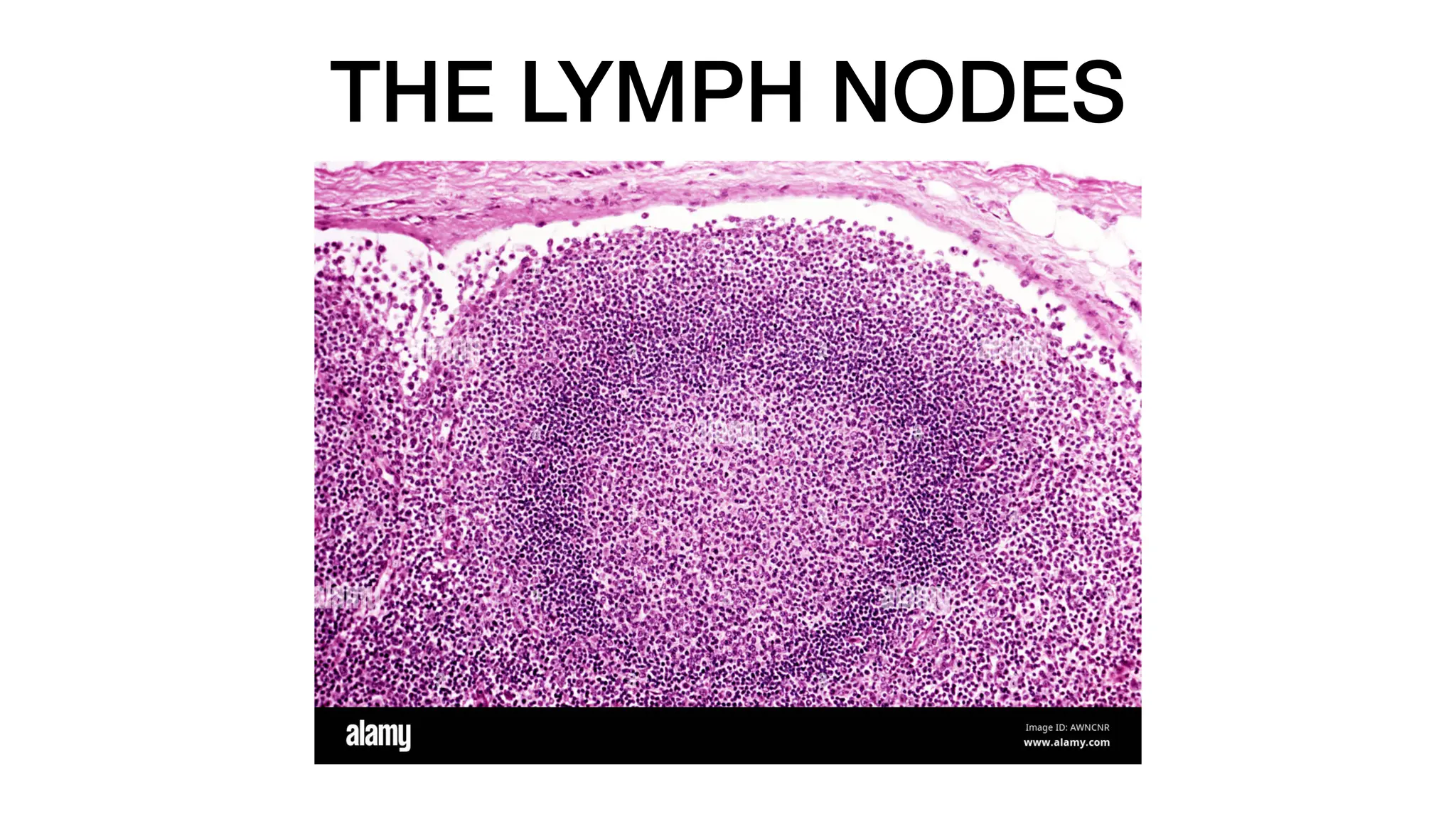 THE LYMPH NODES
 