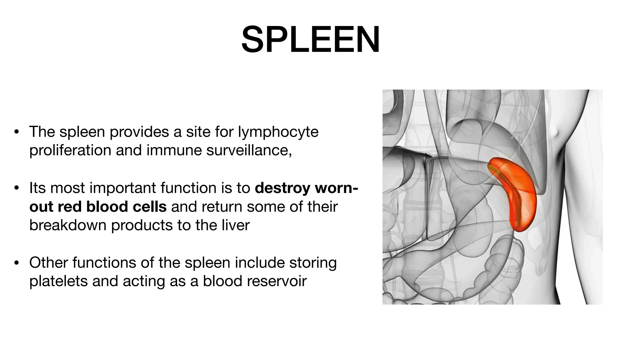 SPLEEN
• The spleen provides a site for lymphocyte
proliferation and immune surveillance,
• Its most important function is to destroy worn-
out red blood cells and return some of their
breakdown products to the liver
• Other functions of the spleen include storing
platelets and acting as a blood reservoir
 