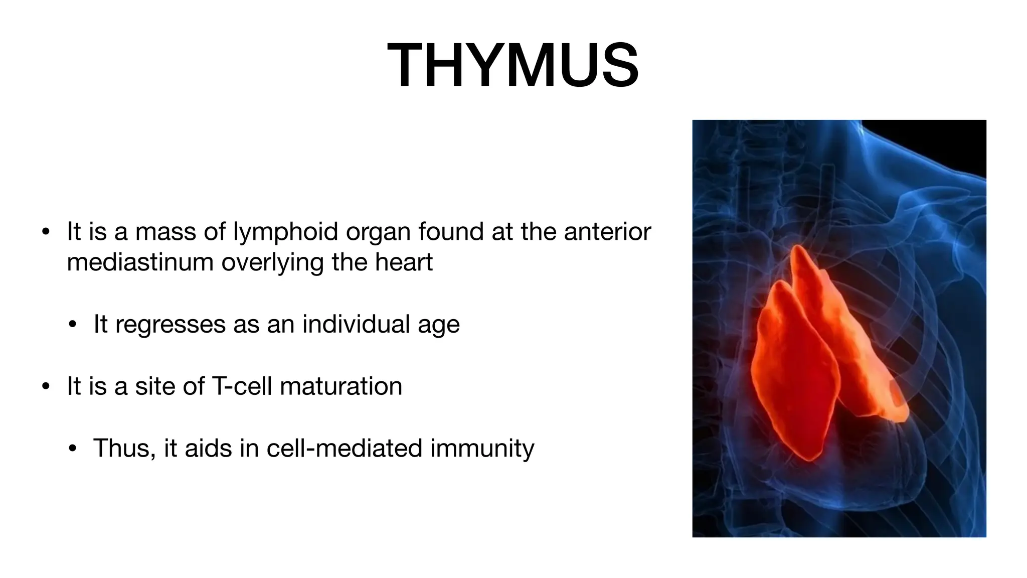 THYMUS
• It is a mass of lymphoid organ found at the anterior
mediastinum overlying the heart
• It regresses as an individual age
• It is a site of T-cell maturation
• Thus, it aids in cell-mediated immunity
 