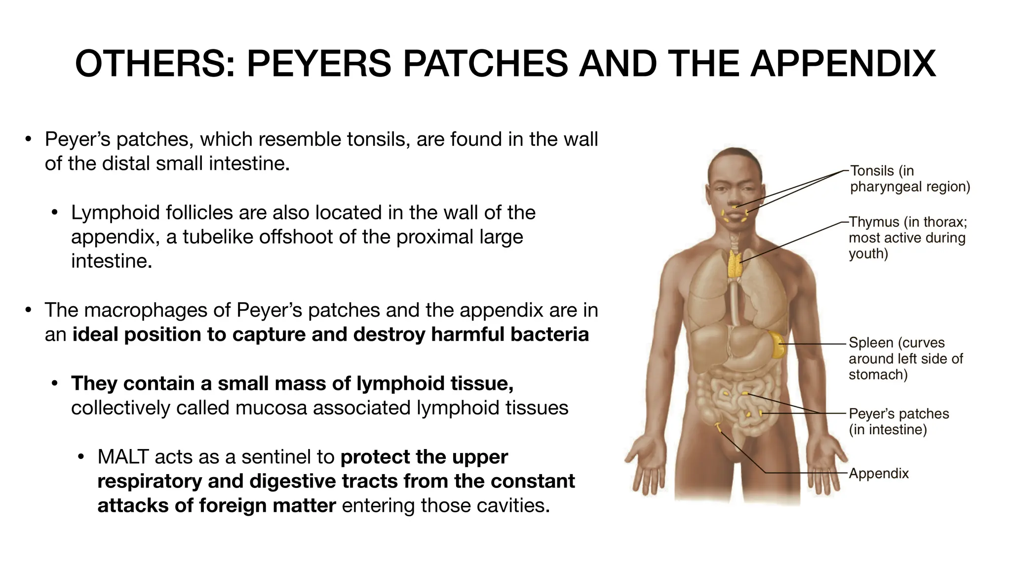 OTHERS: PEYERS PATCHES AND THE APPENDIX
• Peyer’s patches, which resemble tonsils, are found in the wall
of the distal small intestine.
• Lymphoid follicles are also located in the wall of the
appendix, a tubelike o
ff
shoot of the proximal large
intestine.
• The macrophages of Peyer’s patches and the appendix are in
an ideal position to capture and destroy harmful bacteria
• They contain a small mass of lymphoid tissue,
collectively called mucosa associated lymphoid tissues
• MALT acts as a sentinel to protect the upper
respiratory and digestive tracts from the constant
attacks of foreign matter entering those cavities.
 