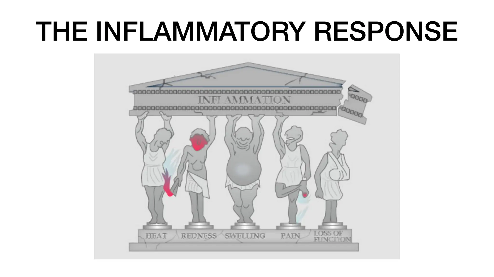 THE INFLAMMATORY RESPONSE
 