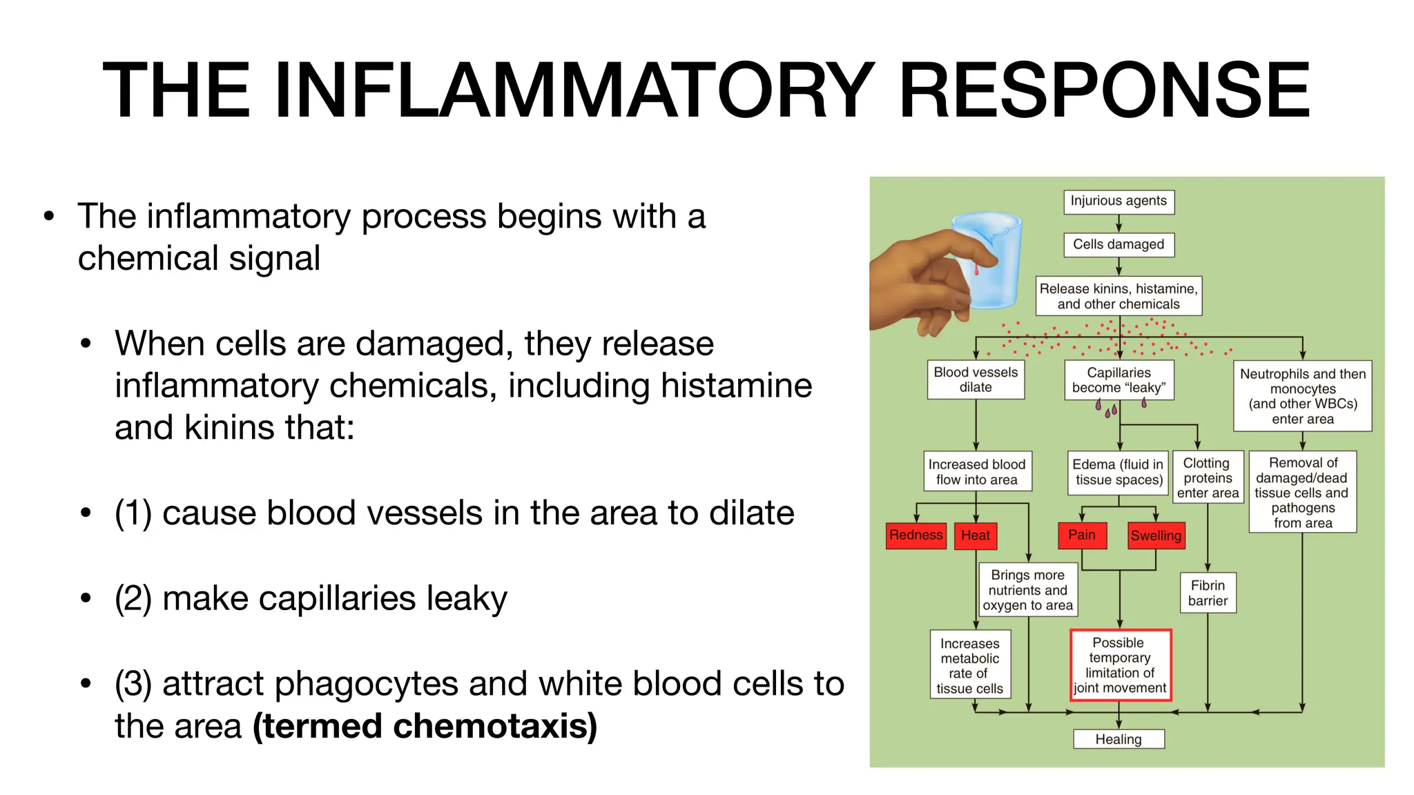 THE INFLAMMATORY RESPONSE
• The in
fl
ammatory process begins with a
chemical signal
• When cells are damaged, they release
in
fl
ammatory chemicals, including histamine
and kinins that:
• (1) cause blood vessels in the area to dilate
• (2) make capillaries leaky
• (3) attract phagocytes and white blood cells to
the area (termed chemotaxis)
 