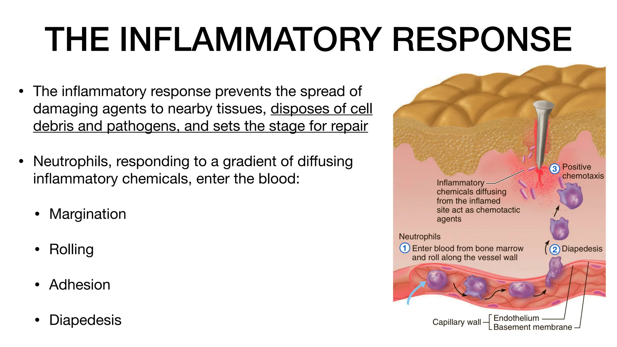 THE INFLAMMATORY RESPONSE
• The in
fl
ammatory response prevents the spread of
damaging agents to nearby tissues, disposes of cell
debris and pathogens, and sets the stage for repair
• Neutrophils, responding to a gradient of di
ff
using
in
fl
ammatory chemicals, enter the blood:
• Margination
• Rolling
• Adhesion
• Diapedesis
 
